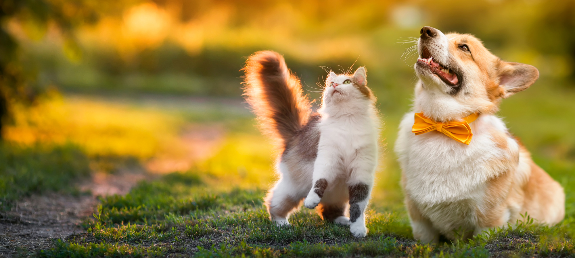 Pet Toys & Accessories