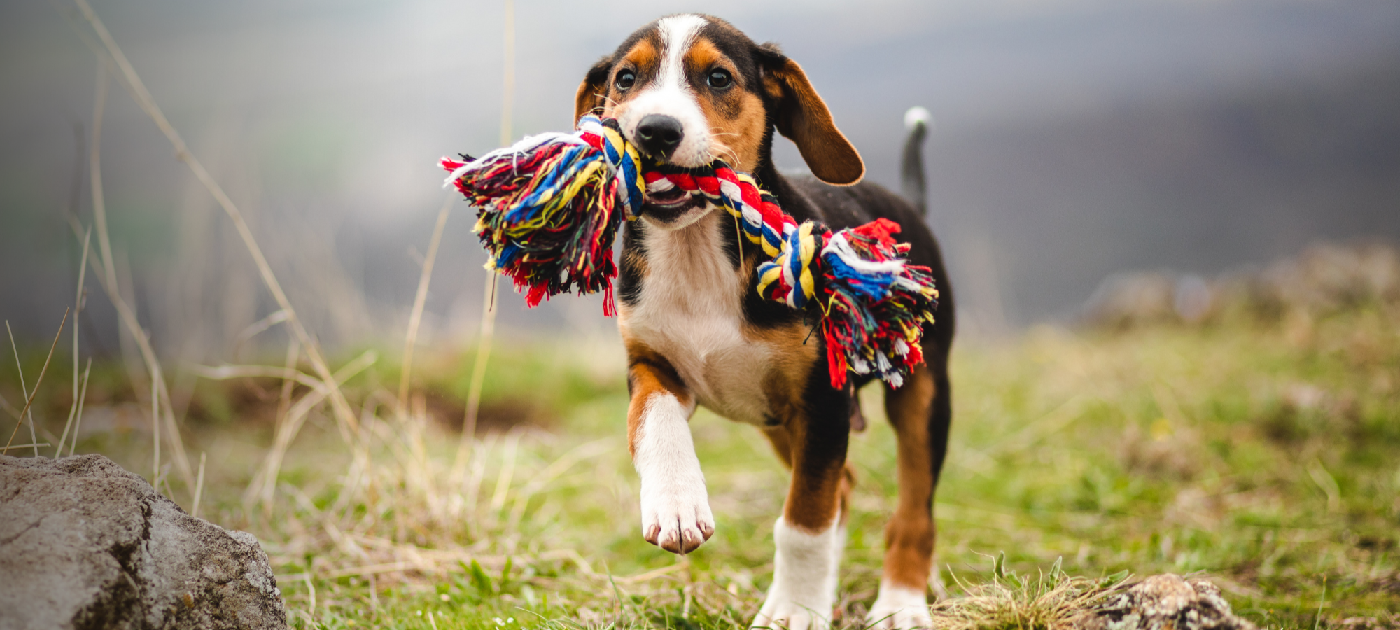 Spoil Your Furry Friends