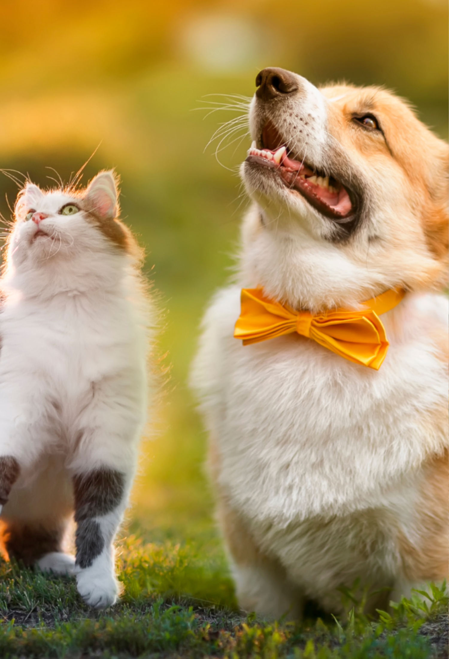 Pet Toys & Accessories